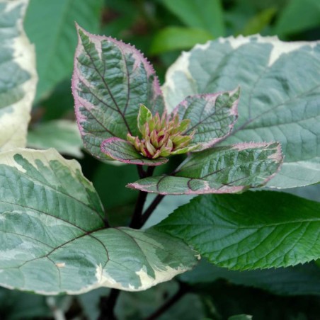 Clerodendrum bungei 'Pink Diamond' - variegated leaves