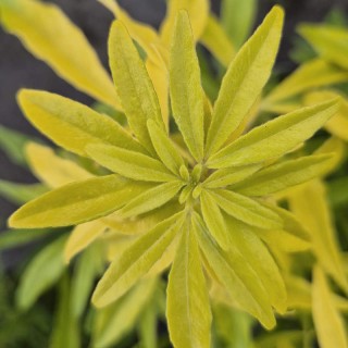 Choisya × dewitteana 'Aztec Gold' - golden leaves