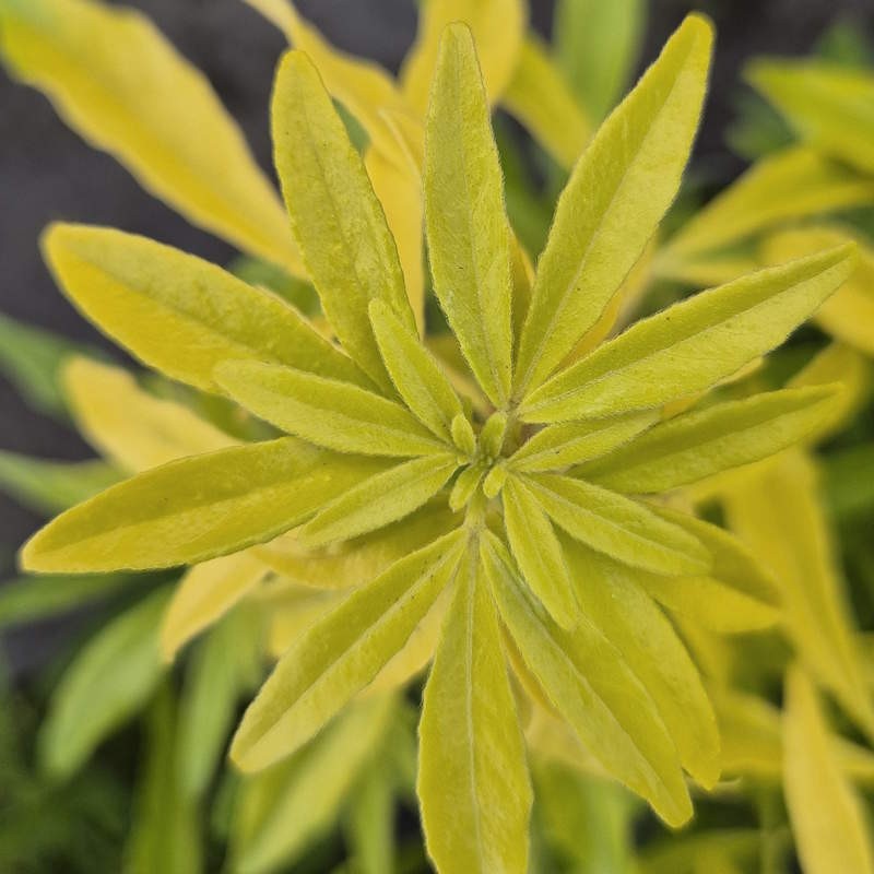 Choisya × dewitteana 'Aztec Gold' - golden leaves