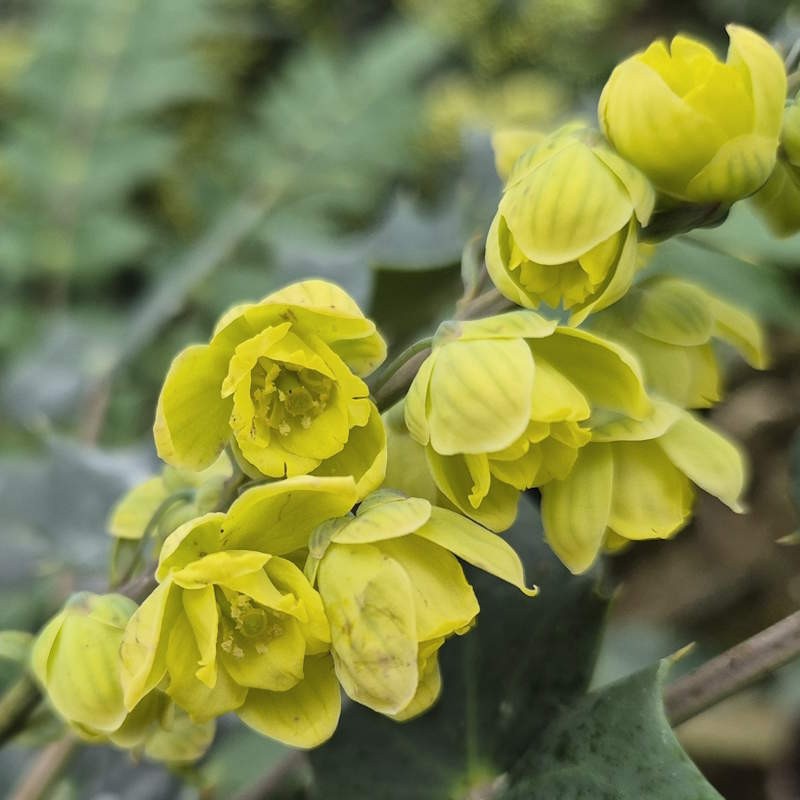 Mahonia japonica - flowers