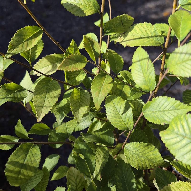 Ulmus pumila 'Beijing Gold' - leaves in autumn
