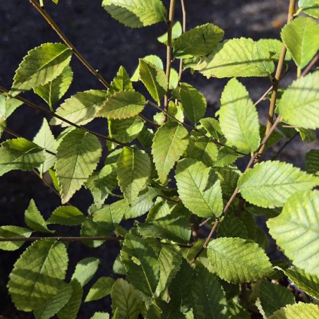 Ulmus pumila 'Beijing Gold' - leaves in autumn
