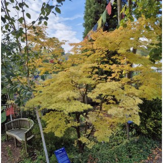 Acer palmatum 'Sango-kaku' - autumn colour