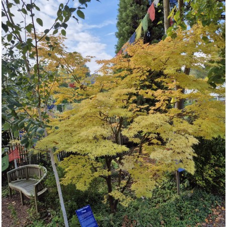 Acer palmatum 'Sango-kaku' - autumn colour