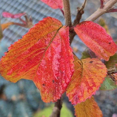 Viburnum dilatatum 'Sealing Wax' - autumn colour