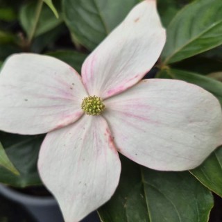 Cornus 'Blooming Merry Tetra' - flower bracts
