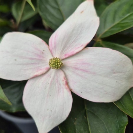 Cornus 'Blooming Merry Tetra' - flower bracts