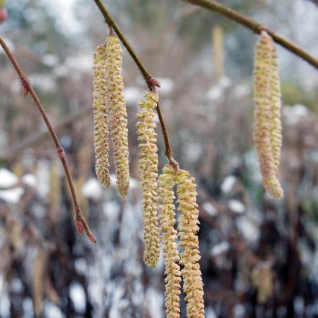 Corylus avellana 'Pendula'