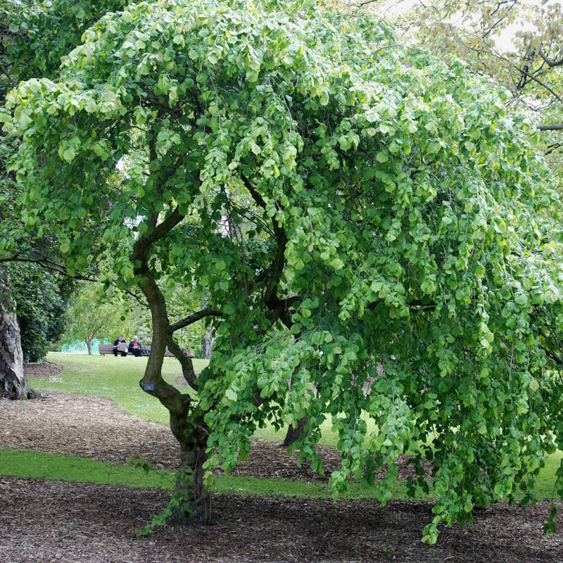 Corylus avellana 'Pendula' - weeping tree