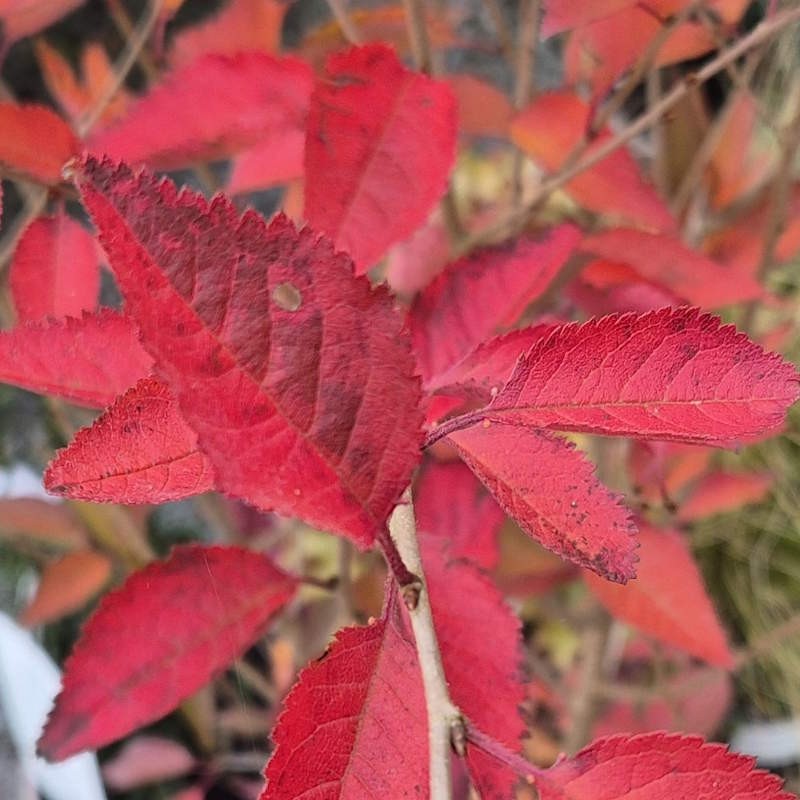 Prunus incisa 'Lotte' - autumn colour