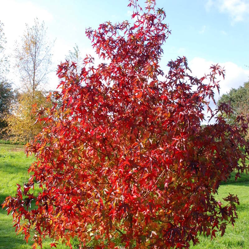 Liquidambar styraciflua 'Stella' - established tree