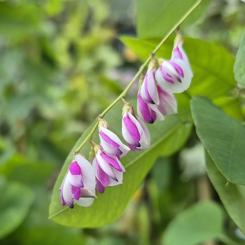 Lespedeza thunbergii 'Edo-shibori' - flowers