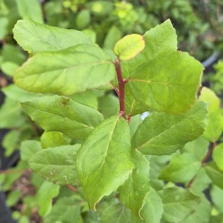 Crinodendron patagua (Lily of the Valley) - leaves