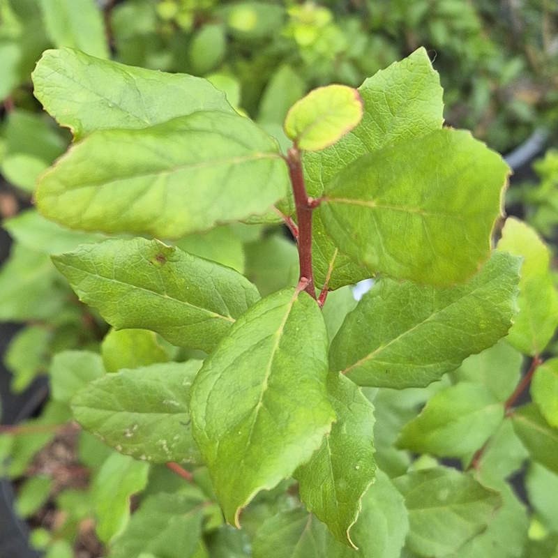 Crinodendron patagua (Lily of the Valley) - leaves