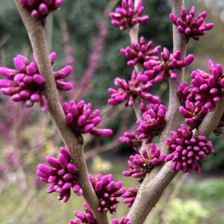 Cercis chinensis 'Diane'