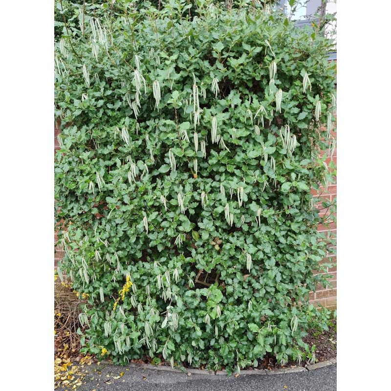 Garrya elliptica - established plant