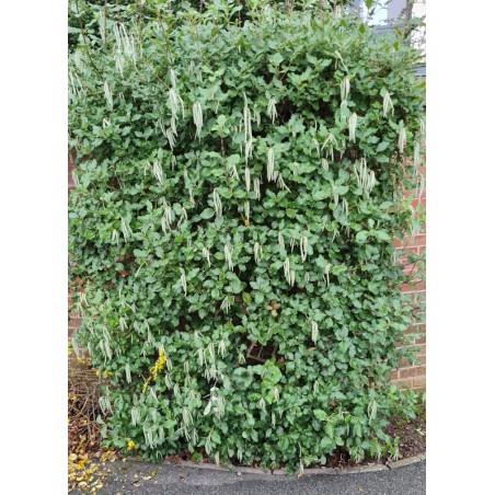 Garrya elliptica - established plant