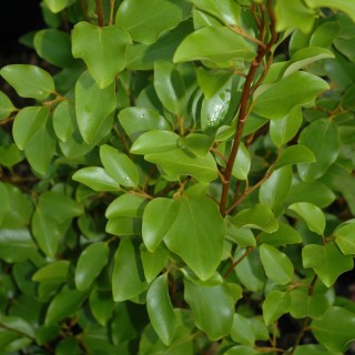 Griselinia littoralis - close up