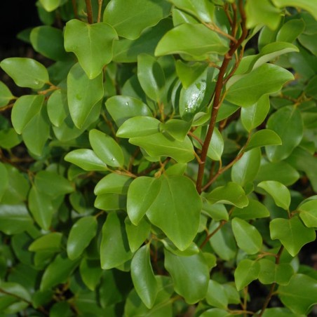 Griselinia littoralis - close up