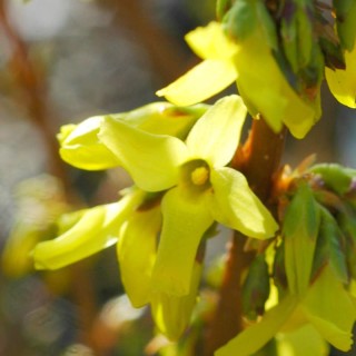Forsythia x intermedia 'Weekend'