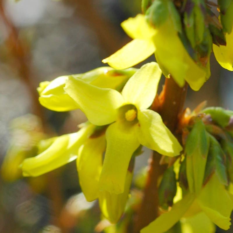 Forsythia x intermedia 'Weekend'
