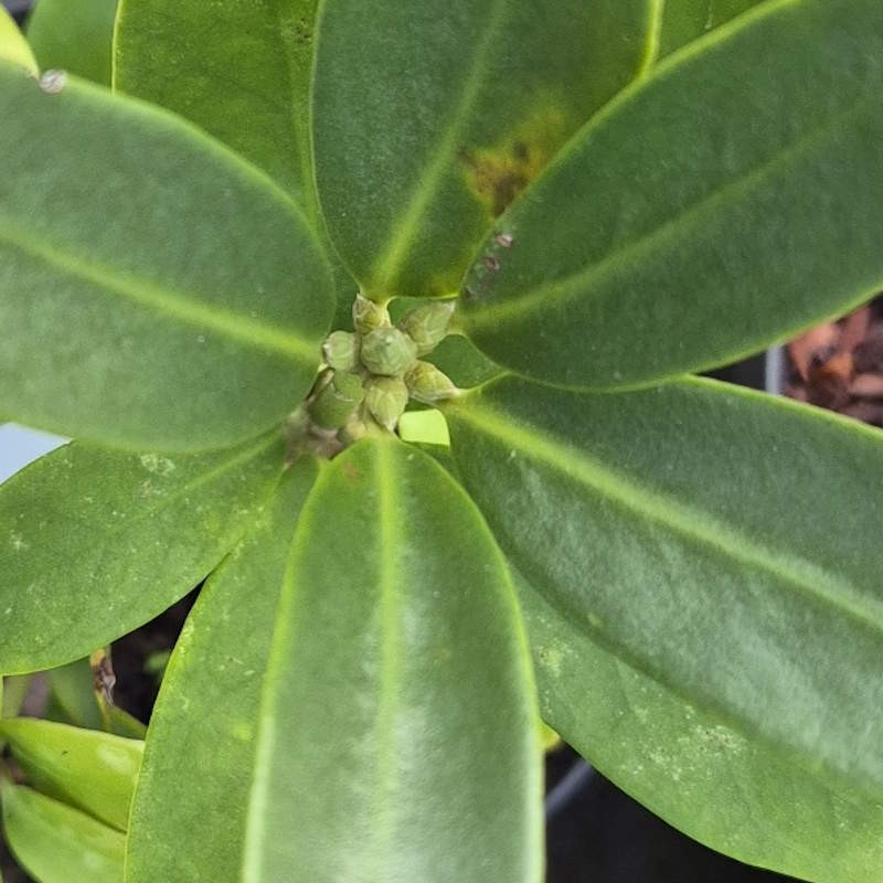 Illicium jiadifengpi