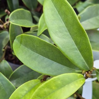 Magnolia x 'Stellar Ruby' - leaves