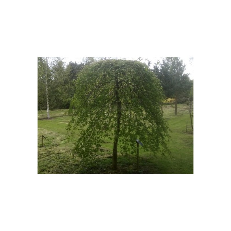 Carpinus betulus 'Pendula' - leaves emerging in spring