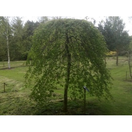 Carpinus betulus 'Pendula' - leaves emerging in spring Carpinus betulus 'Pendula' - leaves emerging in spring