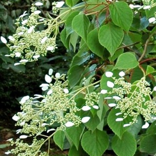 Schizophragma hydrangeoides 'White Wedding' - summer flowers