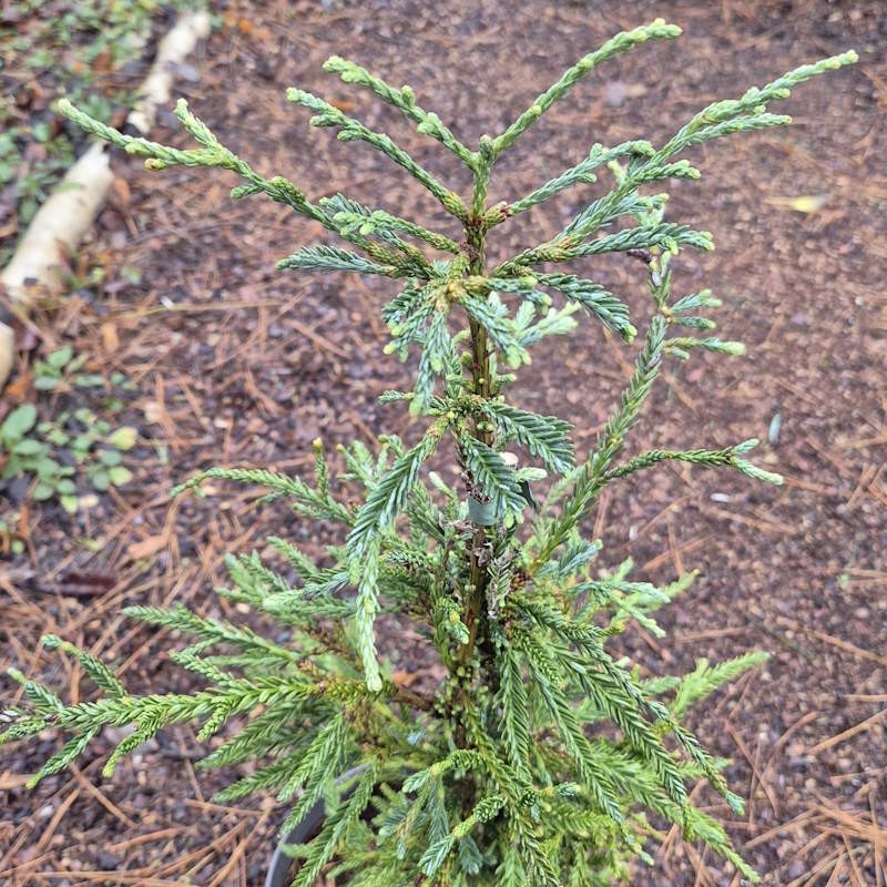 Sequoia sempervirens ‘Lightning’