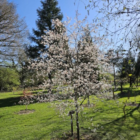 Amelanchier 'La Paloma' - established tree
