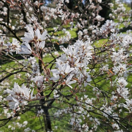 Amelanchier 'La Paloma' - spring flowers