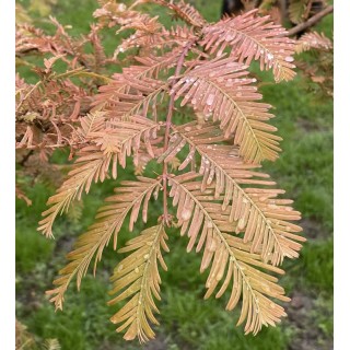 Metasequoia glyptostroboides 'All Bronze' - autumn colour