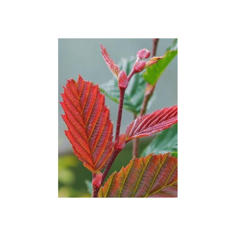 Carpinus betulus 'Purpurea' - hint of purple on spring leaves