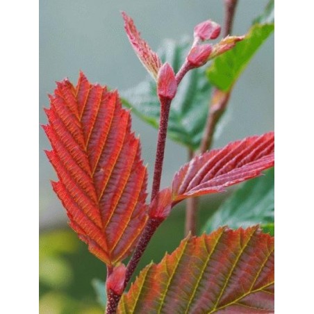 Carpinus betulus 'Purpurea' - hint of purple on spring leaves