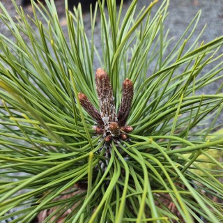 Pinus tabuliformis 'Shenyang'