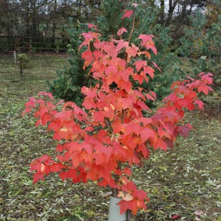 Liquidambar acalycina 'Burgundy Flush' - autumn colour