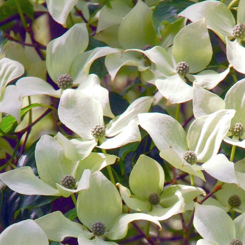 Cornus kousa 'Flower Tower' - flower bracts