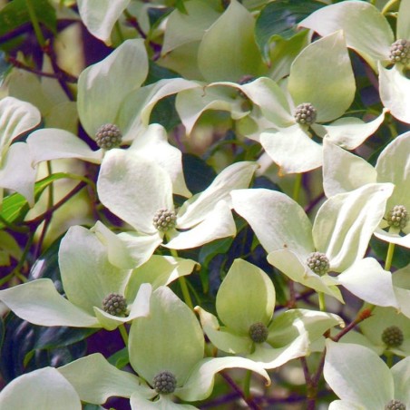 Cornus kousa 'Flower Tower' - flower bracts