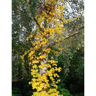 Celastrus orbiculatus 'Hercules' - autumn colour