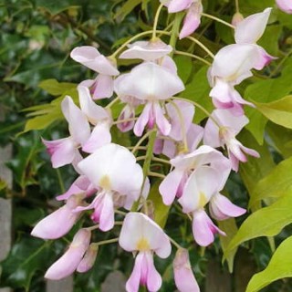 Wisteria brachybotrys 'Showa-beni'