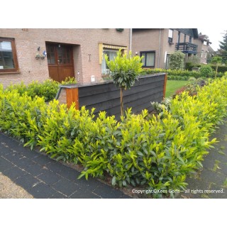 Prunus laurocerasus ‘Goris Gold’ - hedge