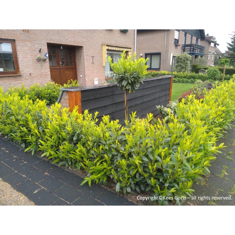 Prunus laurocerasus ‘Goris Gold’ - hedge