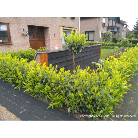 Prunus laurocerasus ‘Goris Gold’ - hedge