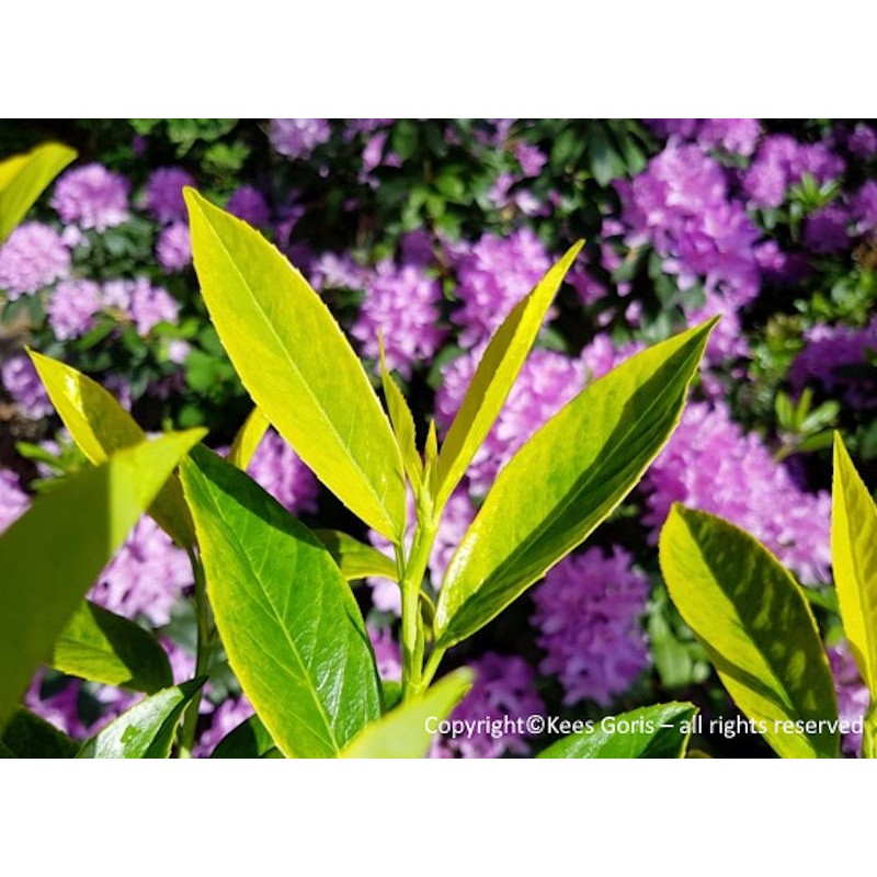 Prunus laurocerasus ‘Goris Gold’ - young leaves