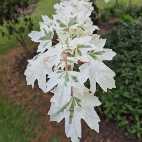 Acer campestre 'Carnival' - variegated leaves