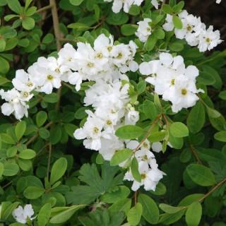 Exochorda x macrantha 'Lotus Moon' - flowers