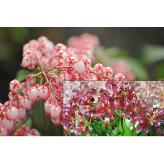 Pieris japonica 'Katsura'