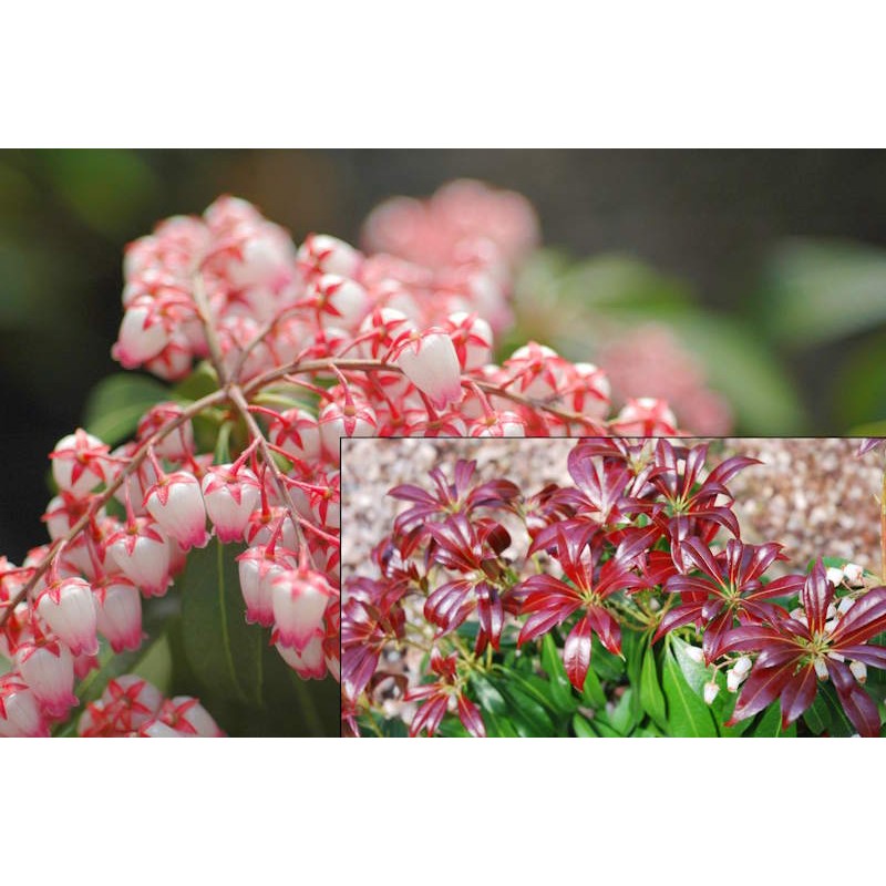 Pieris japonica 'Katsura'